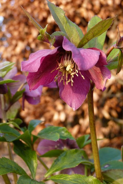 Helleborus orientalis fleur (2)